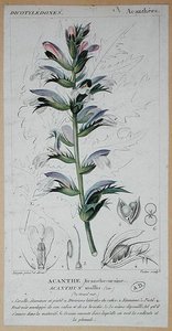 Acanthus Mollis, ca. 1820