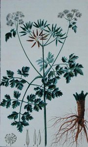 Botanische Plaat die Kervel afbeeldt, uit 