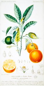 Citrus Aurantium of Sevilla sinaasappel door Pierre Jean Francois (after) Turpin