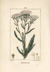 Duizendblad, Achillea millefolium, met bloem, blad en zaad door Pierre Jean Francois Turpin