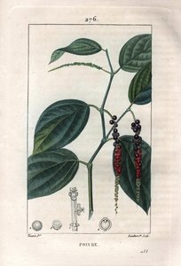 Botanisch: zwarte peper - Zwarte peper met bladeren en peperkorrels, Piper nigrum. Handgekleurde gravure door Lambert naar een tekening van Pierre Jean-François Turpin uit Chaumeton, Poiret et Chamberet