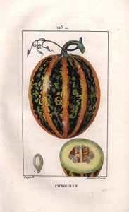 Botanisch: pompoen. Handgekleurde stipple kopergravure door Lambert naar een tekening van Pierre Jean-Francois Turpin uit Chaumeton, Poiret et Chamberet