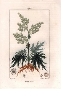 Botanie: rabarber - Rabarberplant, bladeren en wortels. Handgekleurde gravure door Lambert naar een tekening van Pierre Jean-Francois Turpin uit 