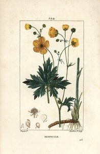 Boterbloem - Rechte boterbloem, Ranunculus acris, met bloem, blad, stengel en wortel door Pierre Jean Francois Turpin