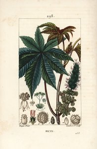Wonderboom of ricinus, Ricinus communis, met blad, bloem, stengel en zaad