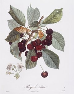 Kersenboom (Prunus avium), Henry Louis Duhamel du Monceau, botanische plaat door Pierre Jean Francois Turpin door Pierre Jean Francois Turpin