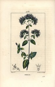 Gewone oregano, ook wel wilde marjolein genoemd, Origanum vulgare, met bloem, blad, stengel en zaad. Handgekleurde stipple kopergravure door Lambert Junior naar een tekening van Pierre Jean-Francois Turpin uit Chaumeton, Poiret en