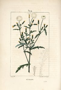 Gewone senecon - Gewone grondsel, met bloem, blad, zaad, stengel en bladomtrek door Pierre Jean Francois Turpin