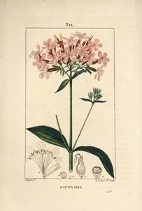 Gewone zeepkruid, Saponaria officinalis, met bloem, blad, stengel en zaad