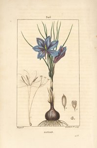 Krokus - Saffraankrokus, Crocus sativus, met bloem, blad, stengel, bol en stigma door Pierre Jean Francois Turpin