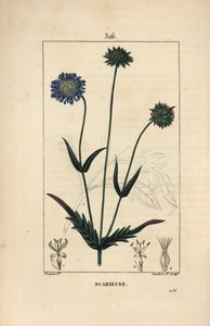 Veldknautia of veldscabiosa - Veldscabiosa, Knautia arvensis, met bloem, blad, steel, zaad en bladomtrek door Pierre Jean Francois Turpin