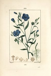 Vlas, Lijnzaad, Linum sativum, met bloem, blad en zaad door Pierre Jean Francois Turpin
