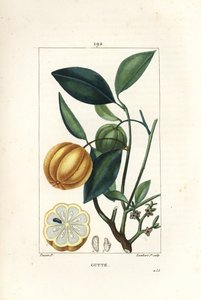 Garcinia gummi gutta of Malabar Tamarinier, Gambooge, Brindall Bay - Gom guttae boom, Cambogia gutta, met vrucht, blad, bloem en vrucht in doorsnede. Handgekleurde stipple kopergravure door Lambert Junior naar een tekening van Pierre Jean-Francois Turpin door Pierre Jean Francois Turpin