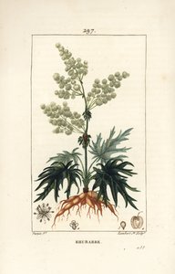 Tuinrabarber - Rabarber, Rheum rhabarbarum (Rheum palmatum), met bloem, steel, blad, zaad en wortel door Pierre Jean Francois Turpin