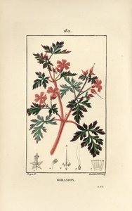 Geranium gras Robert door Pierre Jean Francois Turpin