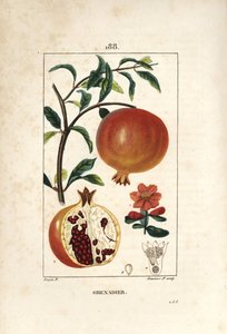 Granaatappelboom, Punica granatum, met blad, bloem, vrucht en doorsnede van de vrucht door Pierre Jean Francois Turpin