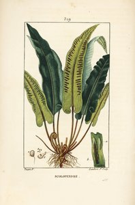 Hertentongvaren, Asplenium scolopendrium, met blad, zaad en wortel door Pierre Jean Francois Turpin