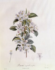 Meidoorn (Crataegus azarolus) bloem, botanische plaat door Pierre Jean Francois Turpin door Pierre Jean Francois Turpin