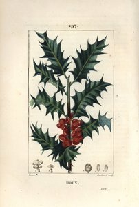 Hulst - Hulst, Ilex aquifolium, met stekelige bladeren en rode bessen. Handgekleurde stipple kopergravure door Lambert Junior naar een tekening van Pierre Jean-Francois Turpin uit Chaumeton, Poiret en Chamberet