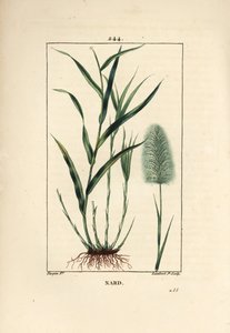 Indiase nardus, spicanard - Spikenard, Andropogon nardus, met blad, wortel en bloem. Handgekleurde stipple kopergravure door Lambert Junior naar een tekening van Pierre Jean-Francois Turpin uit Chaumeton, Poiret en Chamberet
