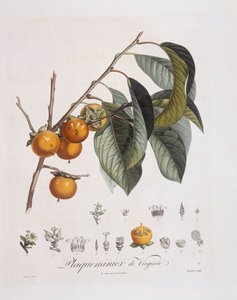 Japanse persimmon of kaki (Diospyros kaki), botanische plaat door Pierre Jean Francois Turpin door Pierre Jean Francois Turpin