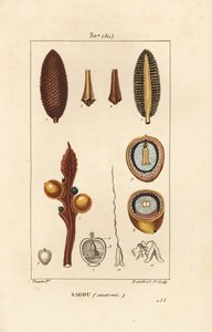 Grote tak of grote cycaszaden - Koning sago, Cycas circinalis, met zaad en doorsnede