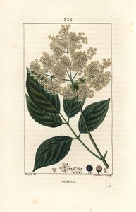 Grote vlier of zwarte vlier - Gewone vlierboom, Sambucus nigra door Pierre Jean Francois Turpin