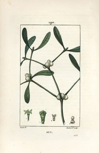 Bladmistel