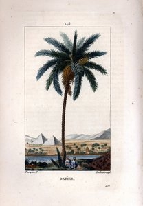 Dadelpalm, Phoenix dactylifera, met vrucht en bladeren tegen een landschap met piramides en rivier. Handgekleurde stipple kopergravure door Dubois naar een tekening van Pierre Jean-Francois Turpin uit Chaumeton, Poiret et Chamberet