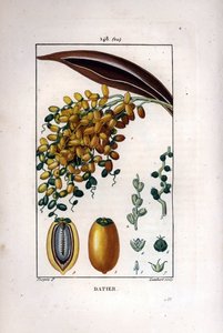 Dadelpalm, Phoenix dactylifera, met rijpe vruchten op een tak en individuele vruchten in doorsnede