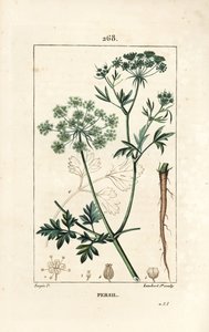 Tuinpeterselie, Petroselinum crispum, met bloem, blad, stengel, wortel en zaad. Handgekleurde stipple kopergravure door Lambert Junior naar een tekening van Pierre Jean-Francois Turpin uit Chaumeton, Poiret en Chamberet