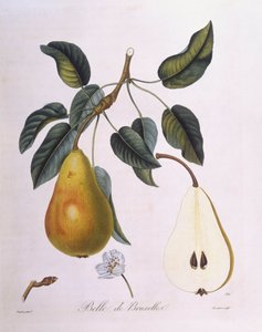 Peer "Belle de Bruxelles", botanische plaat door Pierre Jean Francois Turpin