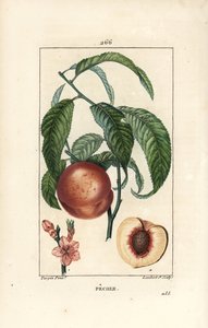 Perzikboom door Pierre Jean Francois Turpin