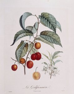 Pruim "La Galifsonniere", botanische plaat door Pierre Jean Francois Turpin