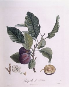 Pruim "Royale de Tours", Henry Louis Duhamel du Monceau, botanische plaat door Pierre Jean Francois Turpin