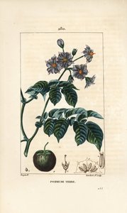 Aardappel door Pierre Jean Francois Turpin