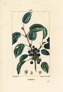 Purgatieve wegedoorn, Rhamnus cathartica, met bloem, blad en zaad door Pierre Jean Francois Turpin