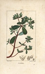 Postelein, met blad, stengel en bloem. Handgekleurde stipple kopergravure door Lambert Junior naar een tekening van Pierre Jean-Francois Turpin uit Chaumeton, Poiret en Chamberet