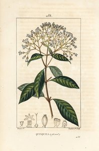 Kinaboom - Kinine of Peruaanse schorsboom, Cinchona officinalis, met bloem, tak, blad en zaad