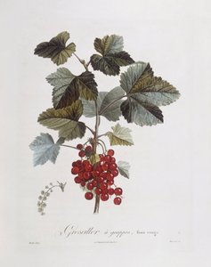 Rode bes (Ribes rubrum), Henry Louis Duhamel du Monceau, botanische plaat door Pierre Jean Francois Turpin
