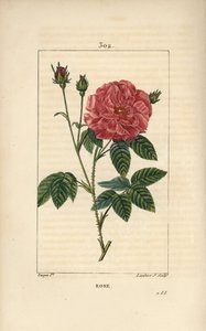 Rose de France of Rose de Provins door Pierre Jean Francois Turpin