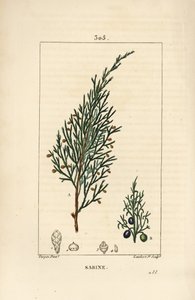 Sabijnse jeneverbes, Juniperus sabina, met bes, blad, stengel en zaad door Pierre Jean Francois Turpin