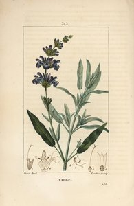 Salie officinale door Pierre Jean Francois Turpin