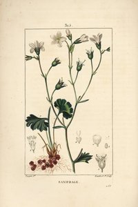 Saxifrage granulee of Saxifrage met bolletjes - Weidesaxifrage, Saxifraga granulata, met bloem, blad, steel en wortel