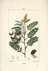 Sene - Alexandrijnse senna, met bloem, blad, stengel en zaad door Pierre Jean Francois Turpin