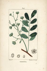Simarouba bittere - Marupa of bitterhout