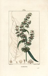 Patience dock, Rumex patientia, met bloem, stengel, bladeren, zaad en bladsilhouet. Handgekleurde stipple kopergravure door Lambert Junior naar een tekening van Pierre Jean-Francois Turpin uit Chaumeton, Poiret en door Pierre Jean Francois Turpin