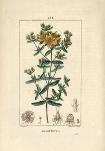 Sint-Janskruid, Sint-Janskruid of Sint-Janskruid officinal - Geperforeerd Sint-Janskruid, Hypericum perforatum. Handgekleurde stipple kopergravure door Lambert Junior naar een tekening van Pierre Jean-Francois Turpin uit Chaumeton, Poiret en Chambere
