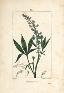 Staphisagria - Lijmkruid of stavesacre, Delphinium staphisagria, met bloem, blad, stengel en zaad