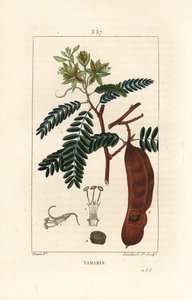 Tamarinde, Tamarindus indica, met bloem, blad en zaadpeul door Pierre Jean Francois Turpin